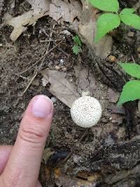 Lycoperdon perlatum image