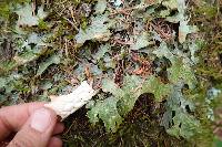 Lobaria pulmonaria image