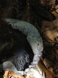 Lactarius indigo image