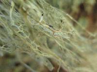 Ramalina menziesii image