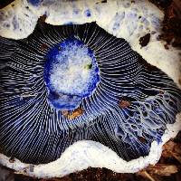 Lactarius indigo image