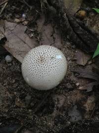 Lycoperdon perlatum image