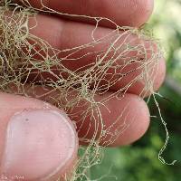 Ramalina menziesii image