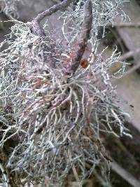 Niebla cephalota image