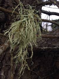 Ramalina leptocarpha image