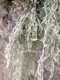 Ramalina menziesii image