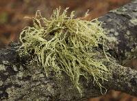 Ramalina leptocarpha image