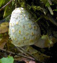 Coprinopsis variegata image