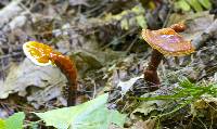 Ganoderma tsugae image