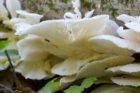 Pleurotus ostreatus image