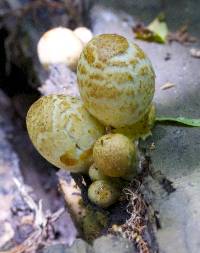 Coprinopsis variegata image