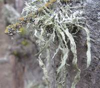 Ramalina farinacea image