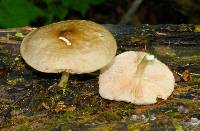 Pluteus cervinus image