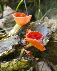 Sarcoscypha occidentalis image