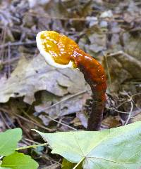 Ganoderma tsugae image