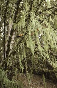 Ramalina menziesii image