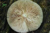 Pluteus cervinus image