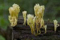 Artomyces pyxidatus image