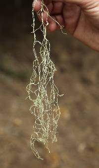 Ramalina menziesii image