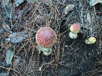 Amanita muscaria image