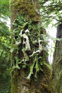 Lobaria pulmonaria image