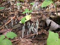 Clavaria fragilis image