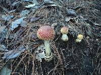 Amanita muscaria image