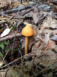 Entoloma quadratum image