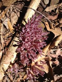 Clavaria zollingeri image