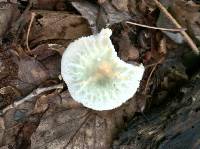 Russula virescens image