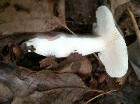 Russula virescens image