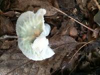 Russula virescens image