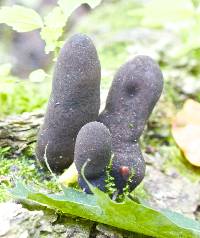 Xylaria polymorpha image