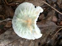 Russula virescens image