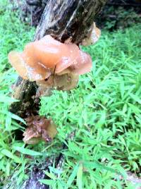 Tremella foliacea image