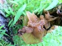 Tremella foliacea image