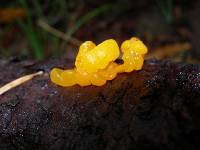 Dacrymyces chrysospermus image