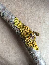 Xanthoria parietina var. parietina image