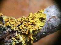 Xanthoria parietina var. parietina image