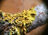 Xanthoria parietina var. parietina image