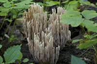 Ramaria stricta image