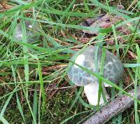 Russula virescens image