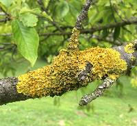 Xanthoria parietina var. parietina image