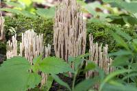 Ramaria stricta image