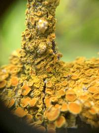 Xanthoria parietina var. parietina image