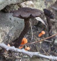 Inocybe tahquamenonensis image