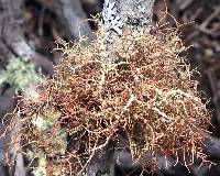 Usnea rubicunda image