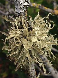 Ramalina leptocarpha image