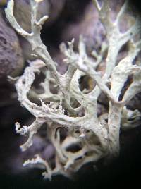 Evernia prunastri image