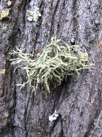 Ramalina farinacea image